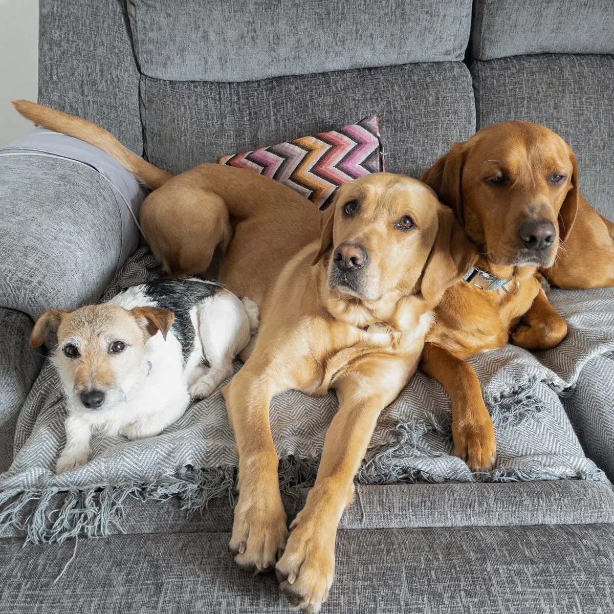 Three happy guests sharing the sofa