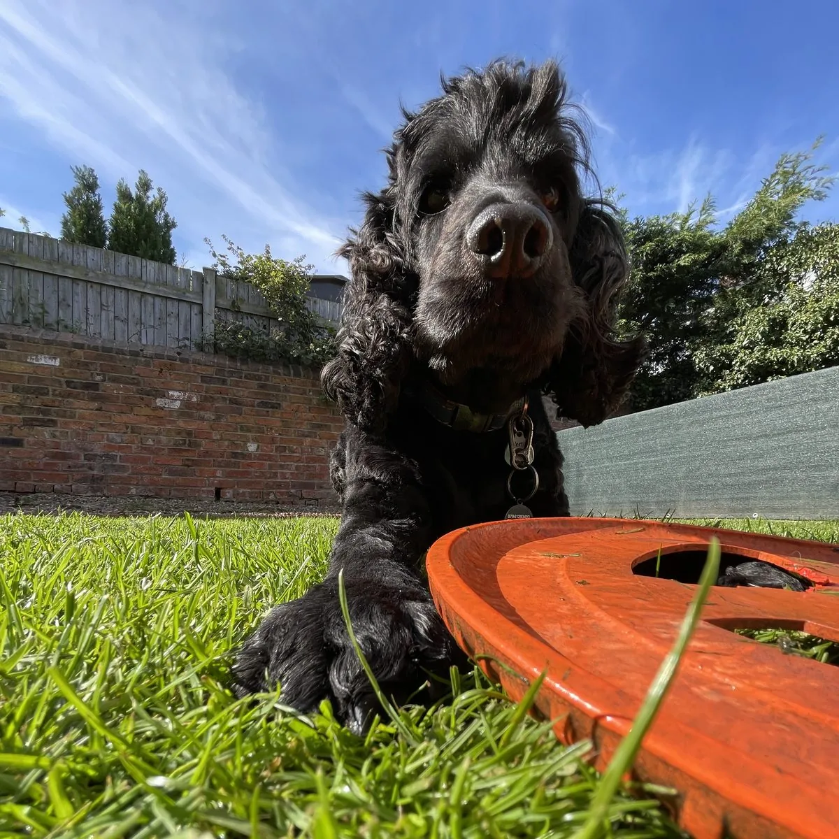 Bertie enjoying a sunny afternoon in the garden at Paw Power