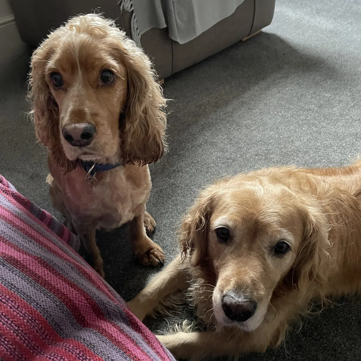 Georgie and Loui relaxing at home